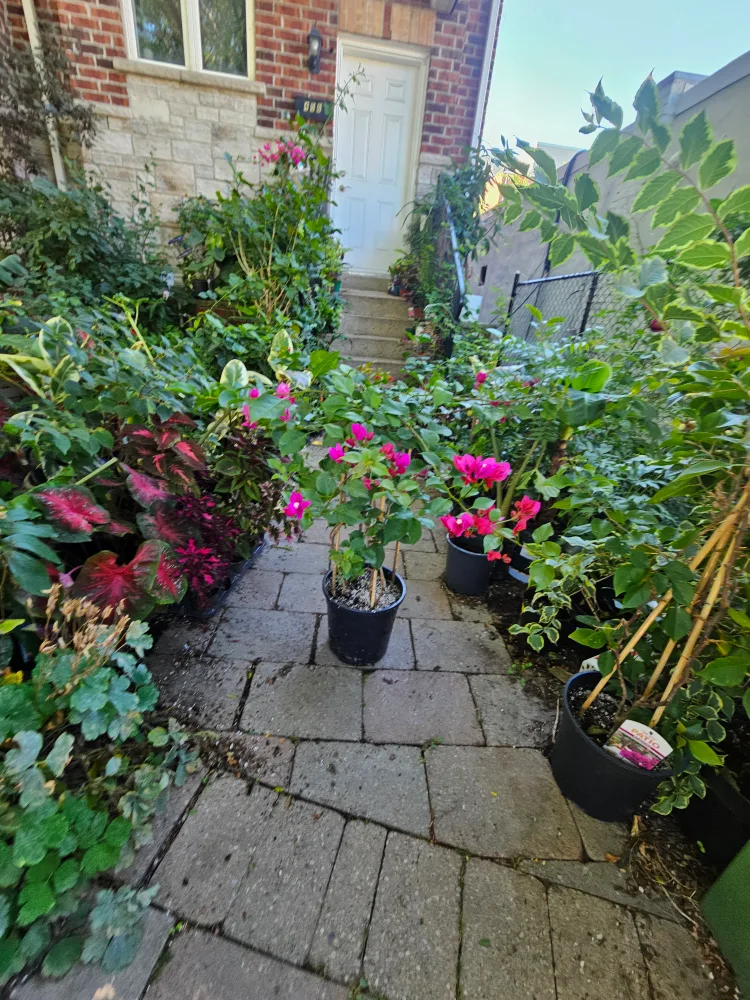 🥕Bougainvillea  in10"pot image indicator(3)