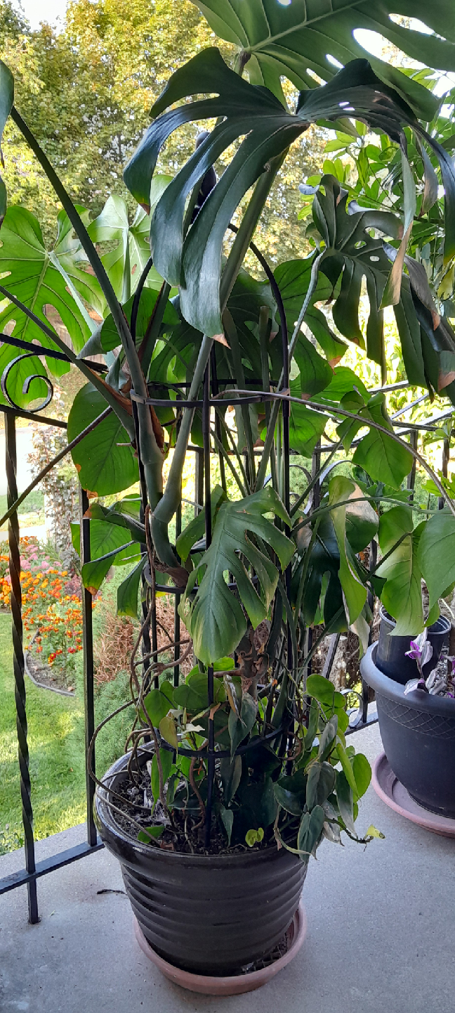 Monstera Plant - photo 2