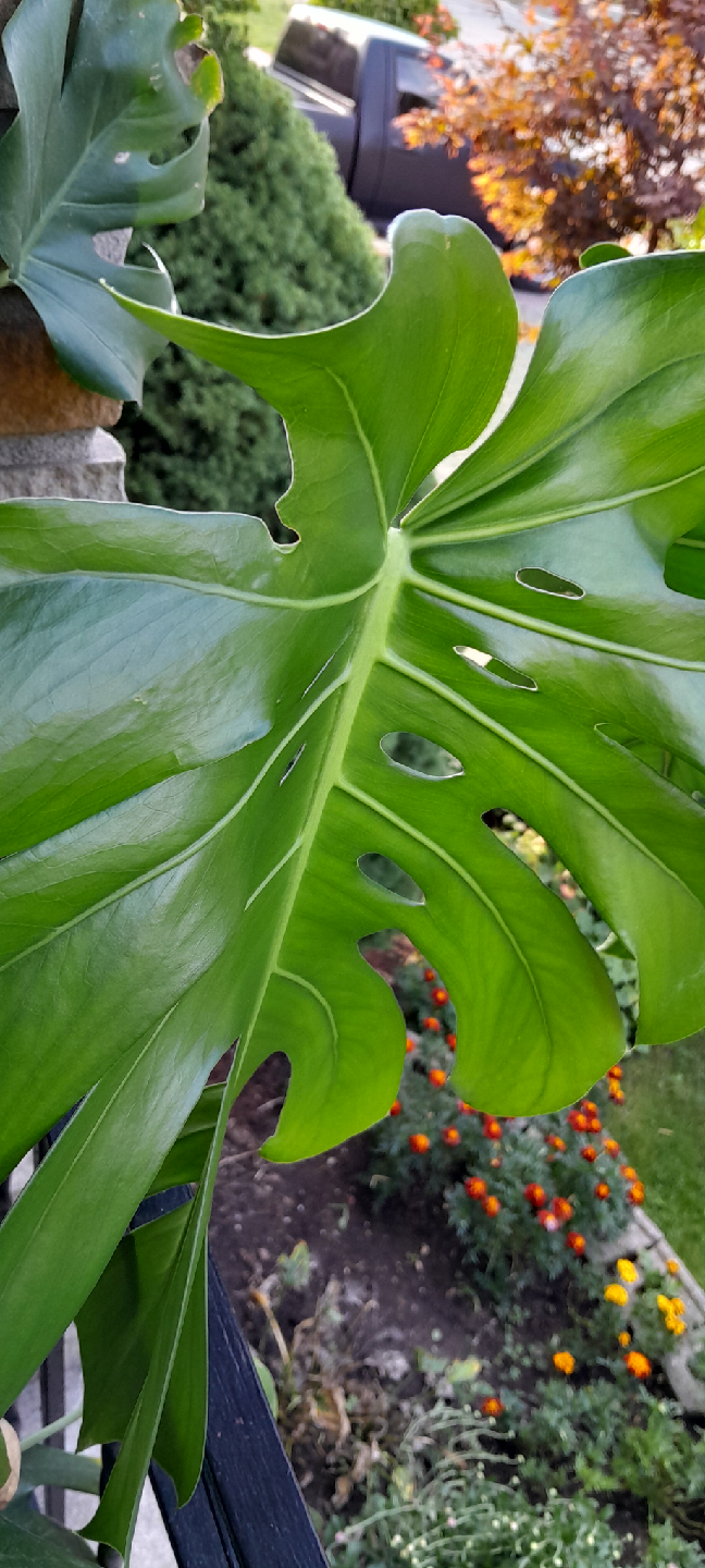 Monstera Plant - photo 3