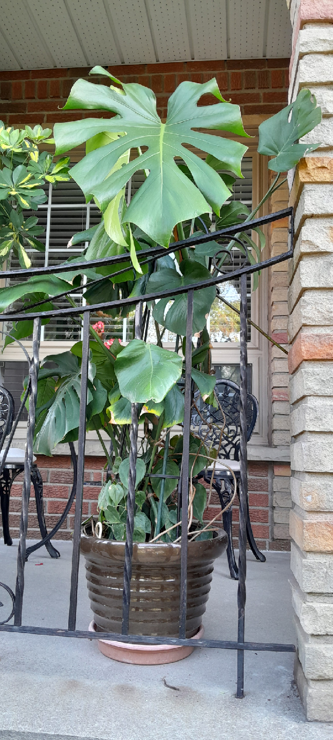 Monstera Plant - photo 4