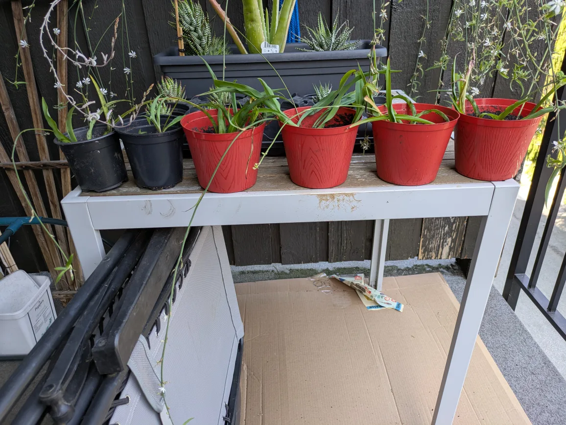 Spider plants image indicator(2)