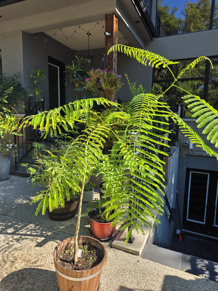 flamboyant tree
