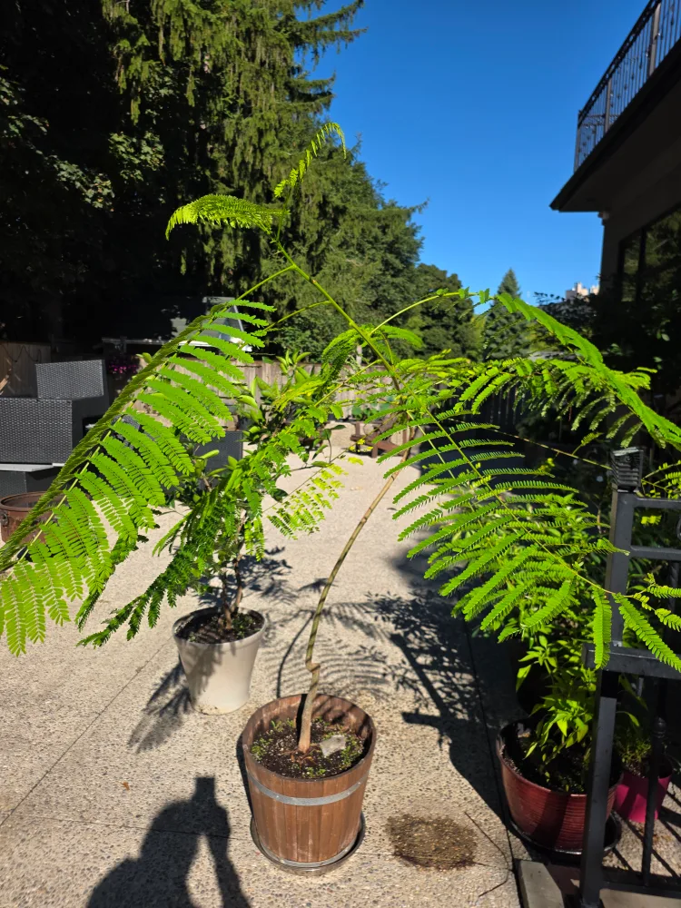 flamboyant tree image indicator(2)