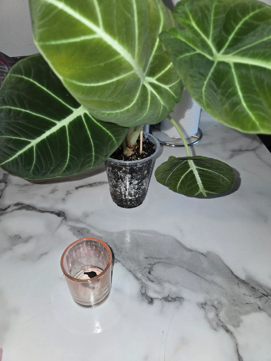 Alocasia Black Velvet Plant + Corms✨️🌿 image indicator(3)