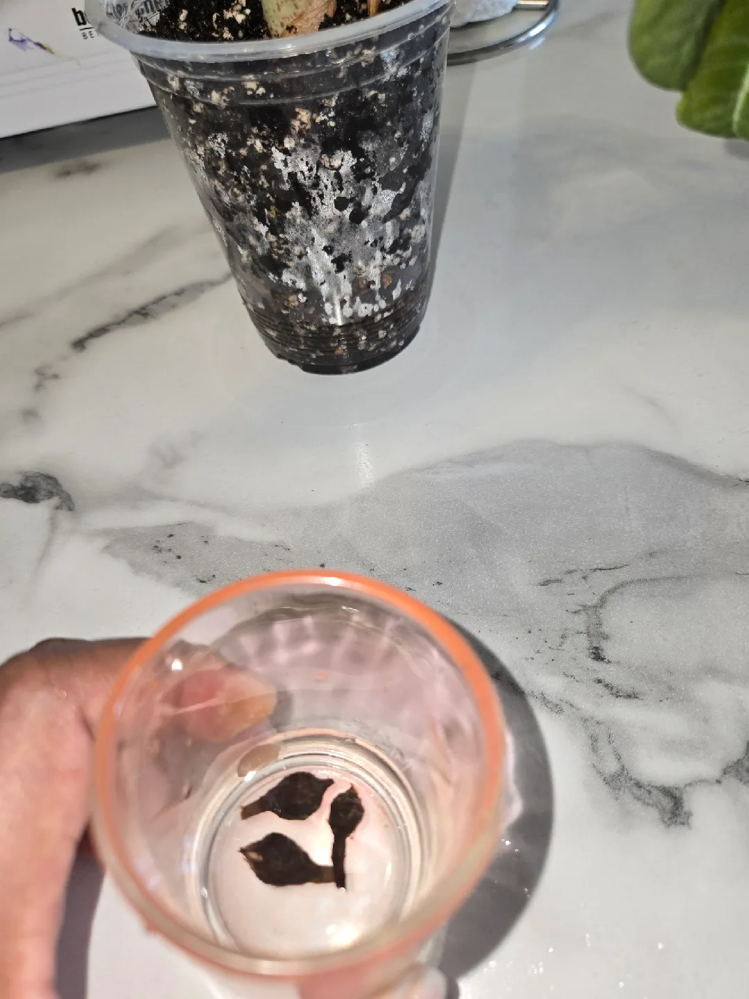 Alocasia Black Velvet Plant + Corms✨️🌿 image indicator(4)