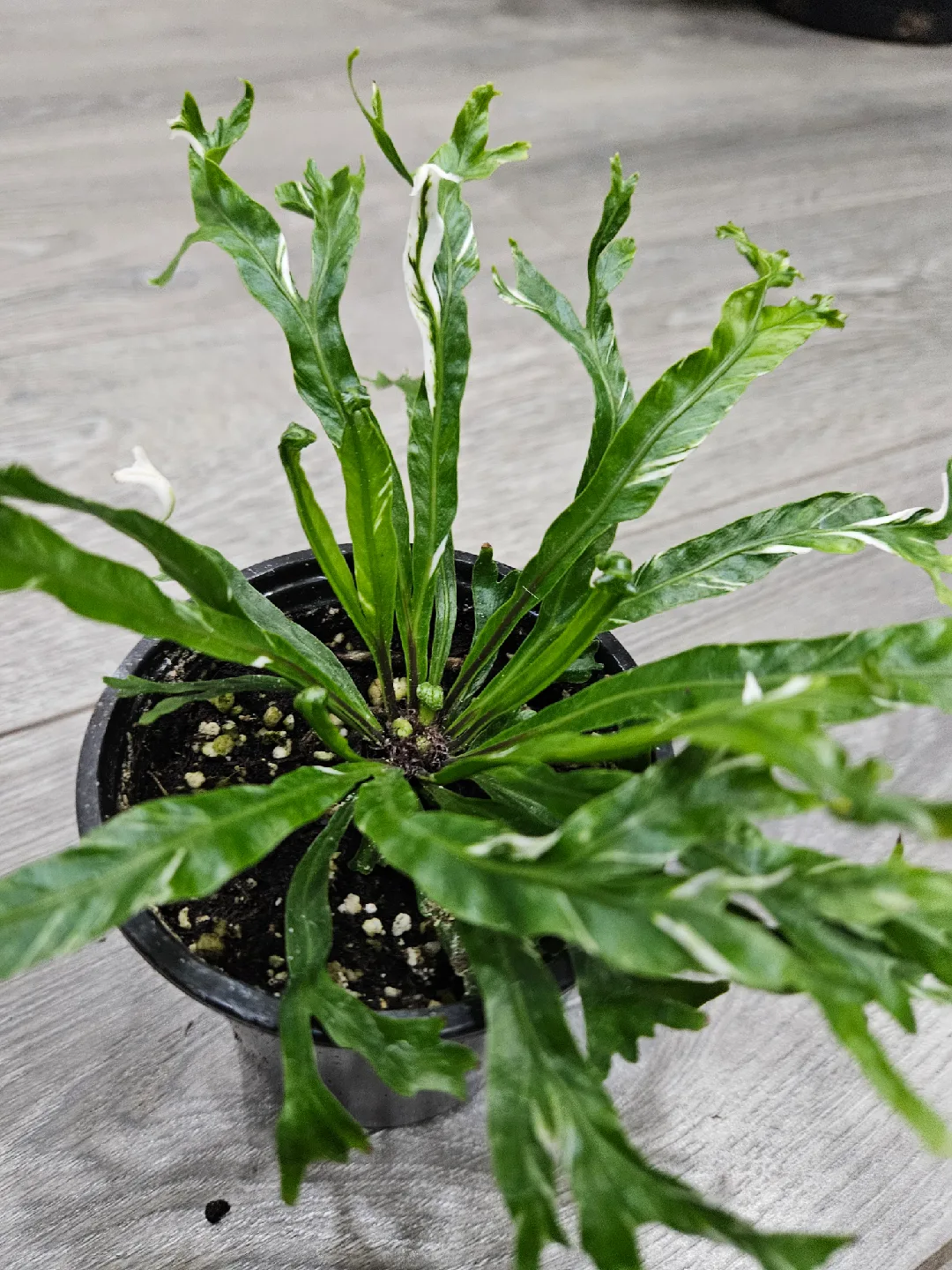 variegated Fern Plant image indicator(3)