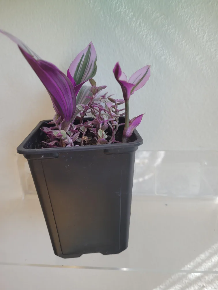 Tradescantia Nanouk Plant with Pink Panyher accents thumbnail