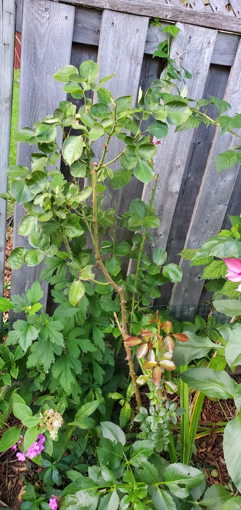 Don't know the name image indicator(2)