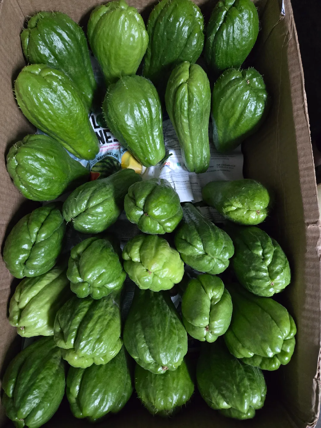 Fresh Chayote Squash