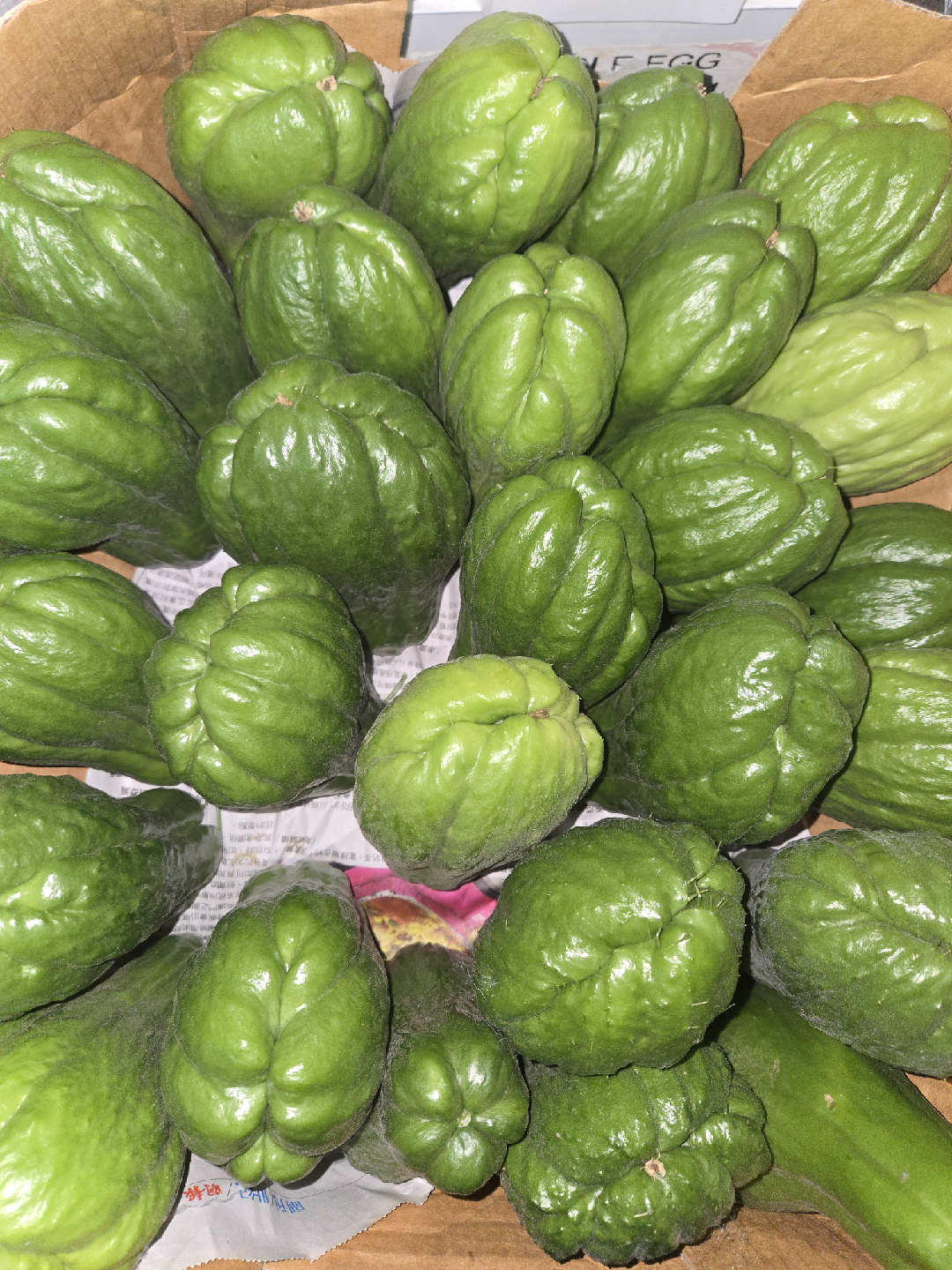 Fresh Chayote Squash - photo 2