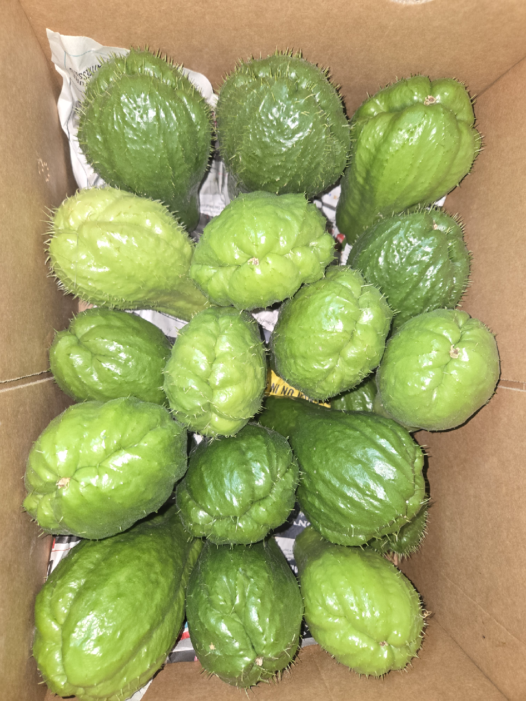 Fresh Chayote Squash - photo 3