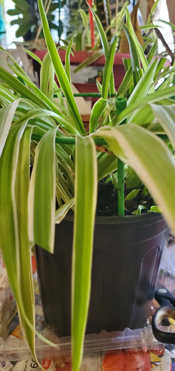 Spider Plant in Black Pot image indicator(3)