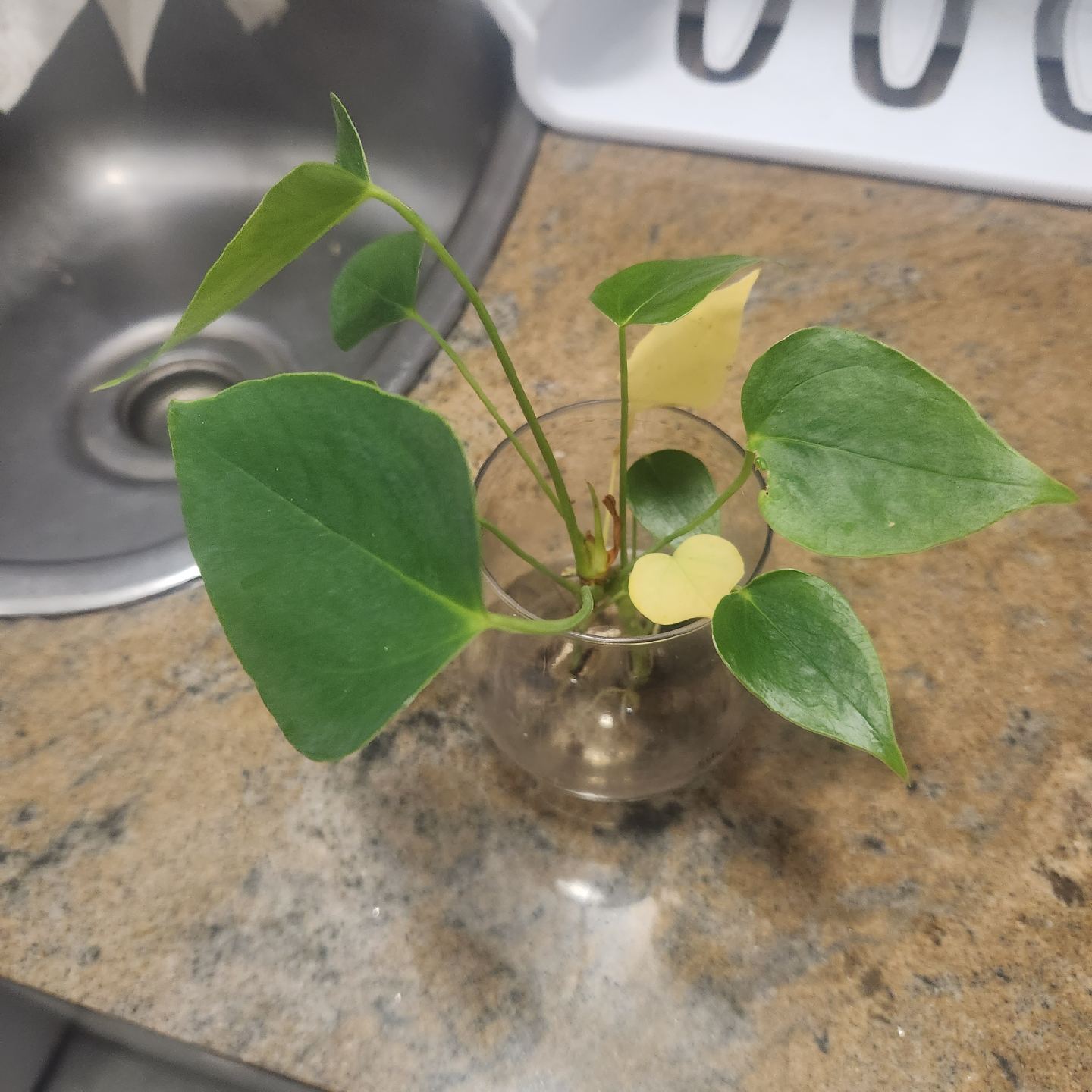 🥕 Potted Anthurium Plant