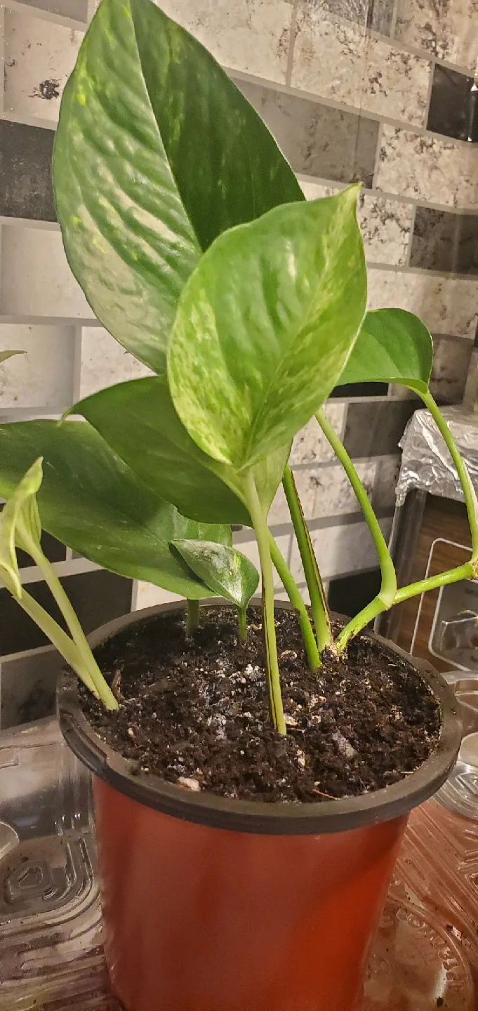 Potted Golden Pothos Plant image indicator(2)