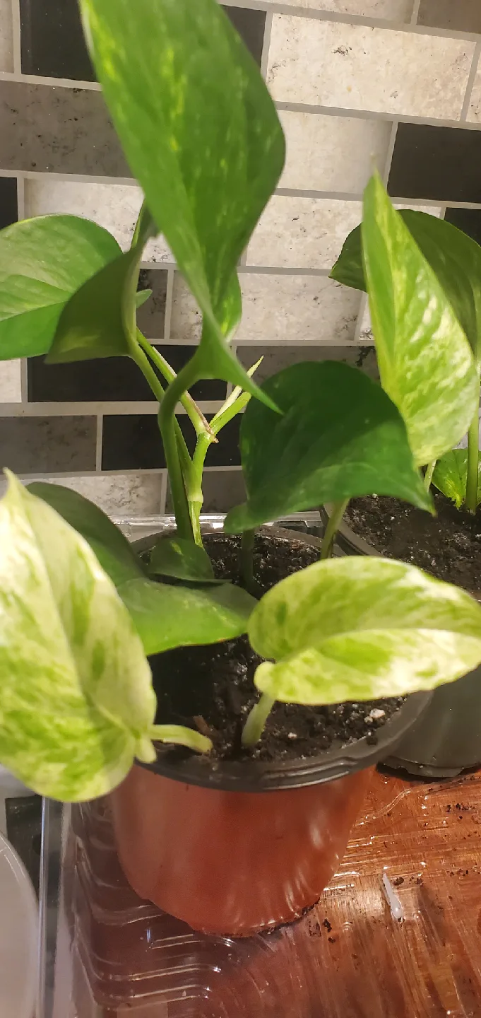 Potted Golden Pothos Plant image indicator(3)