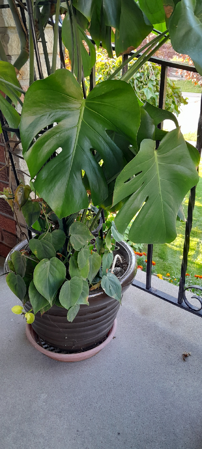 Monstera Plant