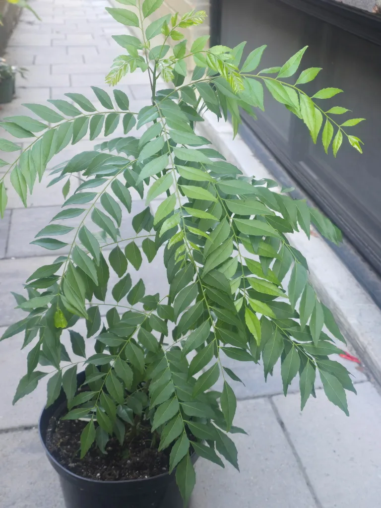 🥕Curry Leaf Plant🥕 image indicator(2)