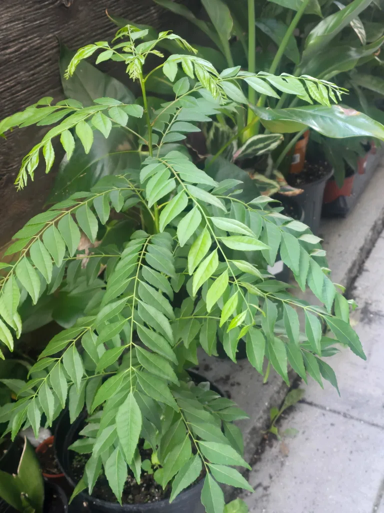 🥕Curry Leaf Plant🥕 image indicator(3)