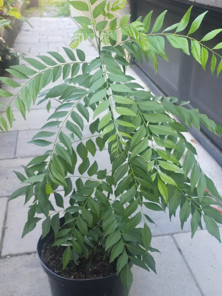 🥕Curry Leaf Plant🥕 image indicator(4)