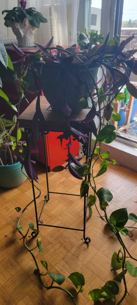 plant for free image indicator(3)