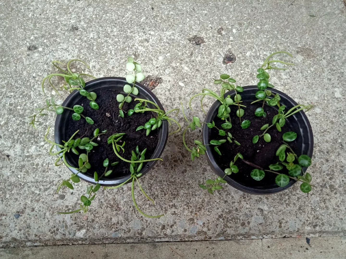 String of Turtles image indicator(3)