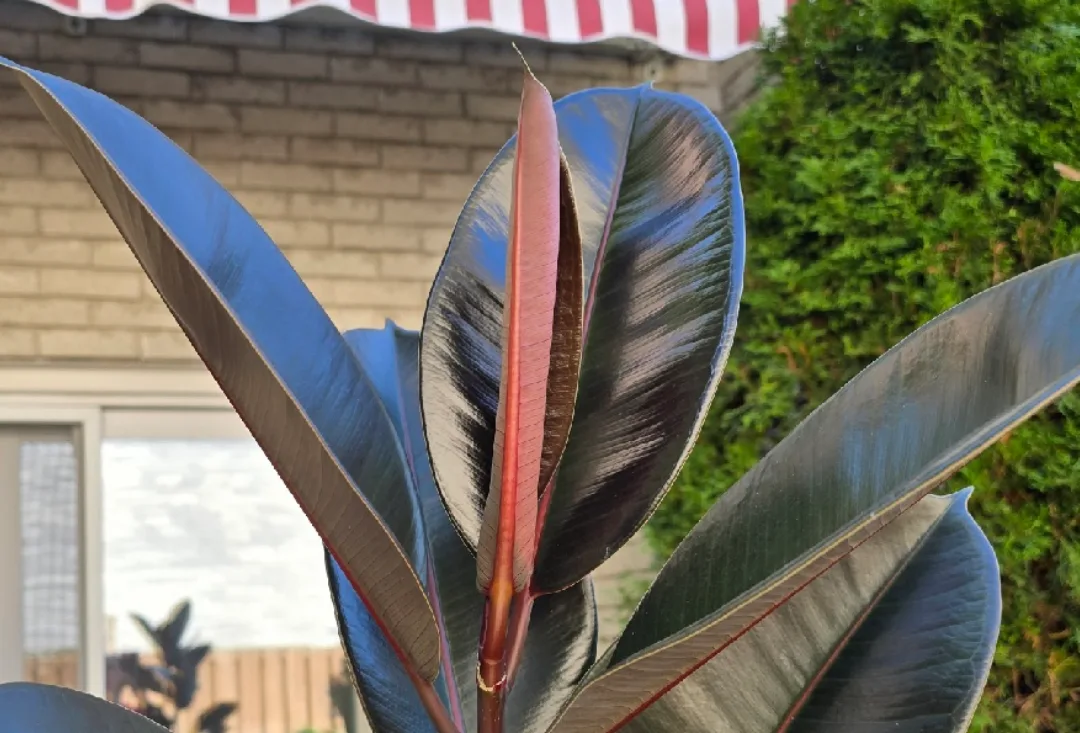 Ficus /Rubber Plant Burgundy 2 meters tall. image indicator(2)