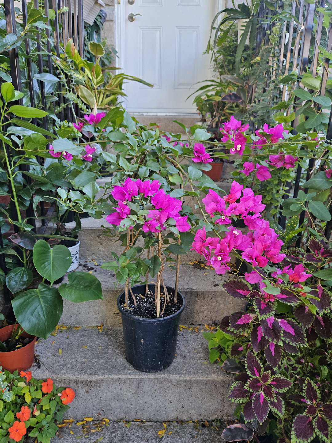 Potted Bougainvillea Plant with Bright Pink Flowers