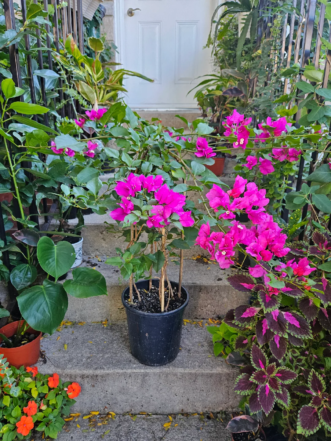 Potted Bougainvillea Plant with Bright Pink Flowers image indicator(2)