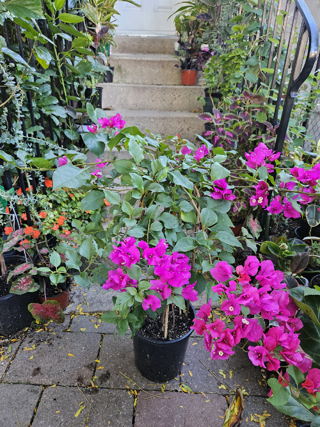 Potted Bougainvillea Plant with Bright Pink Flowers - photo 3