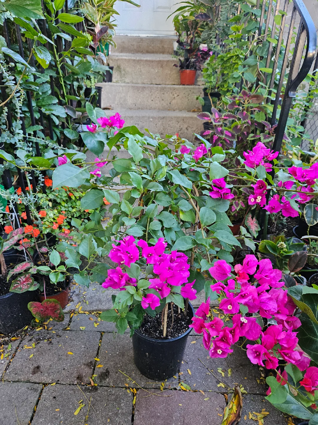 Potted Bougainvillea Plant with Bright Pink Flowers image indicator(3)