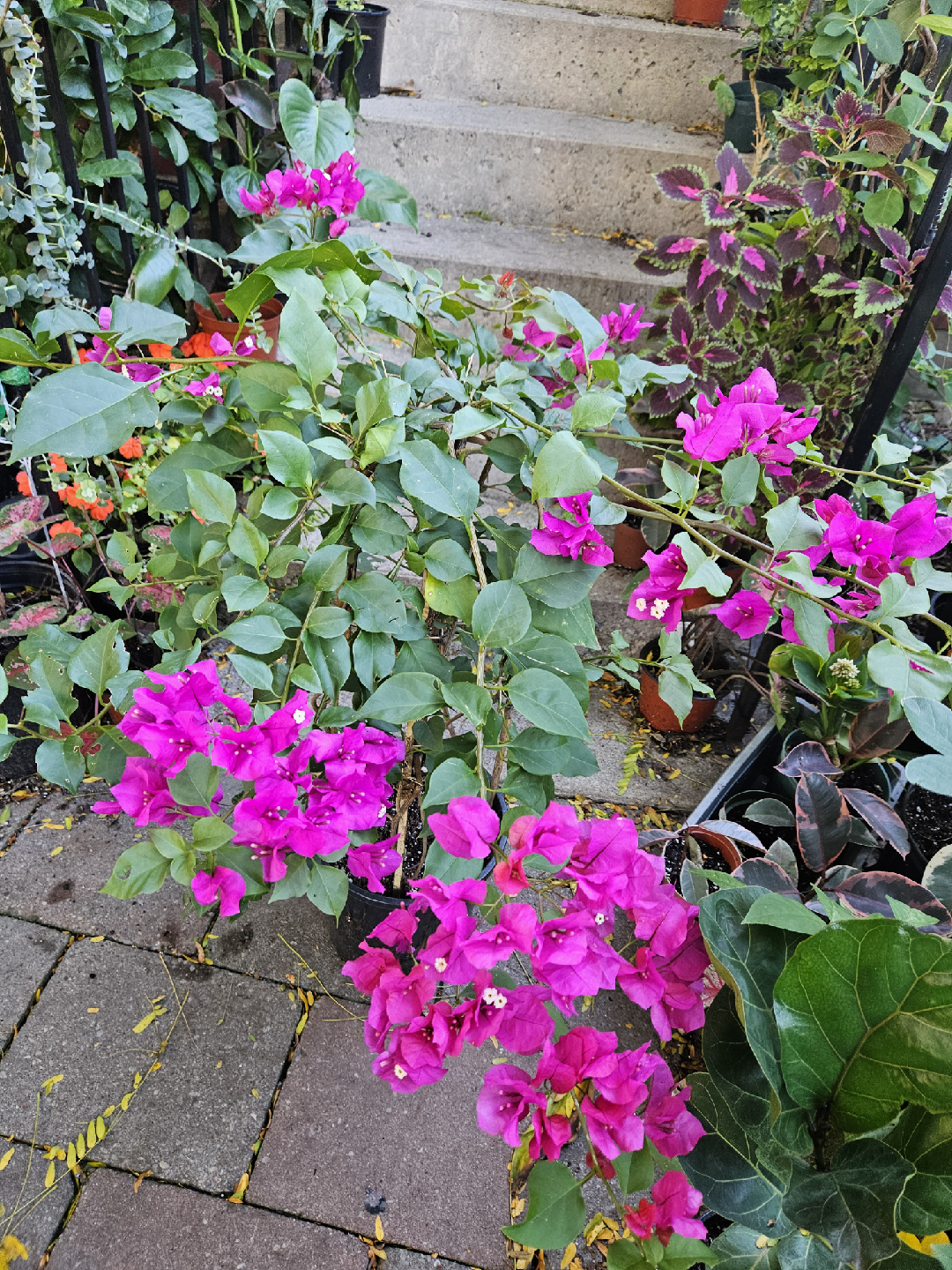 Potted Bougainvillea Plant with Bright Pink Flowers - photo 4