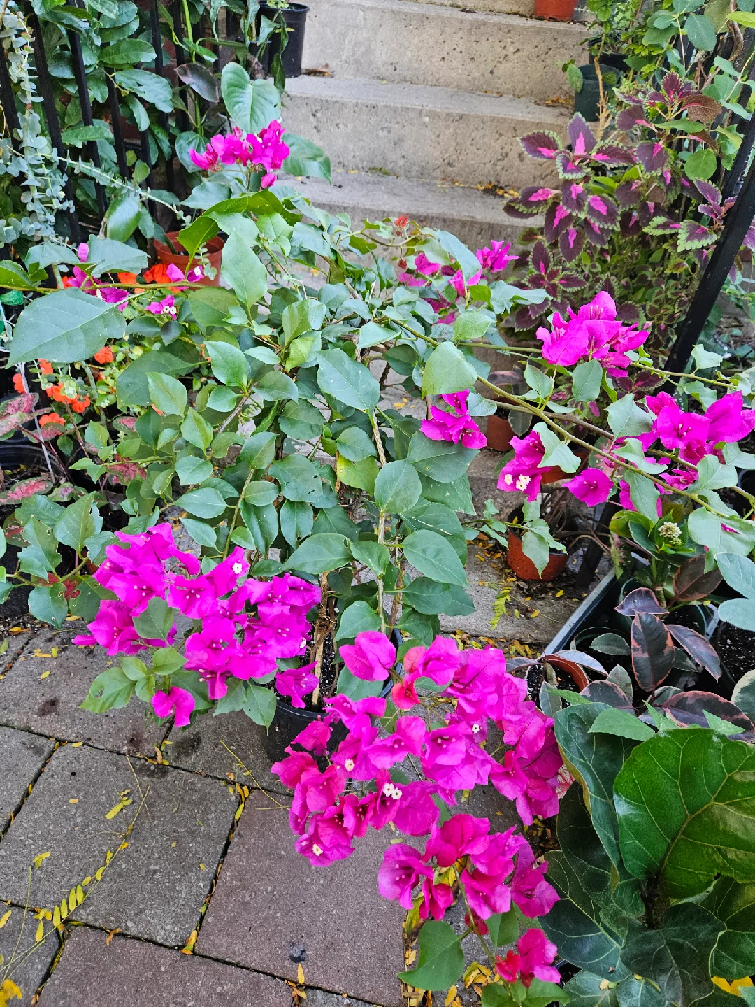 Potted Bougainvillea Plant with Bright Pink Flowers image indicator(4)