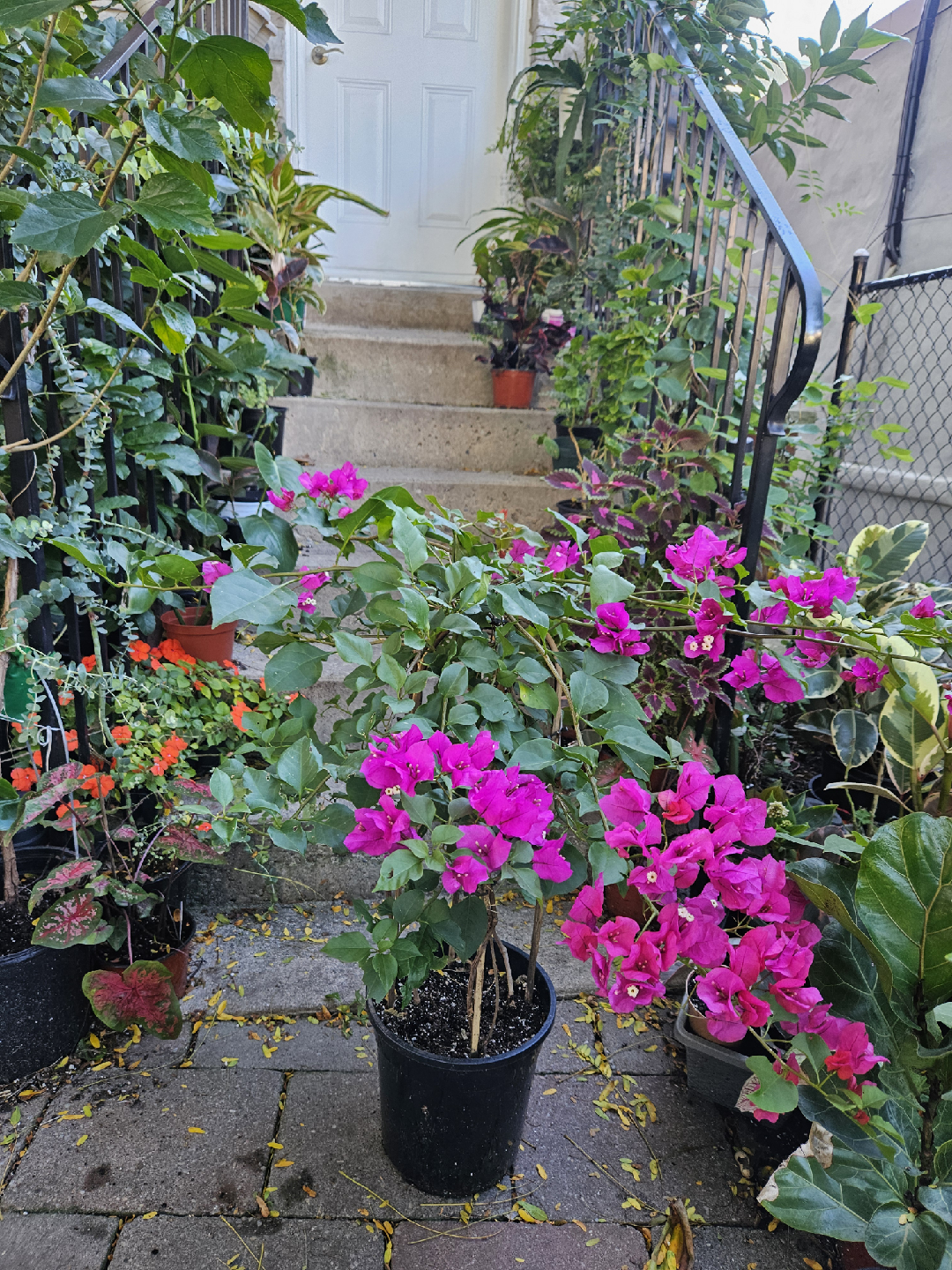 Potted Bougainvillea Plant with Bright Pink Flowers - photo 5