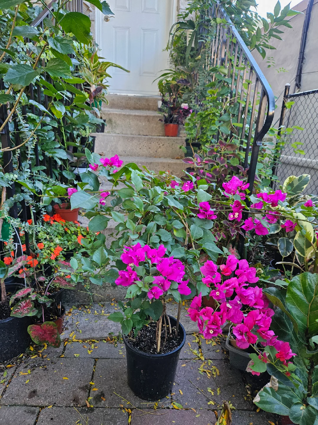 Potted Bougainvillea Plant with Bright Pink Flowers image indicator(5)