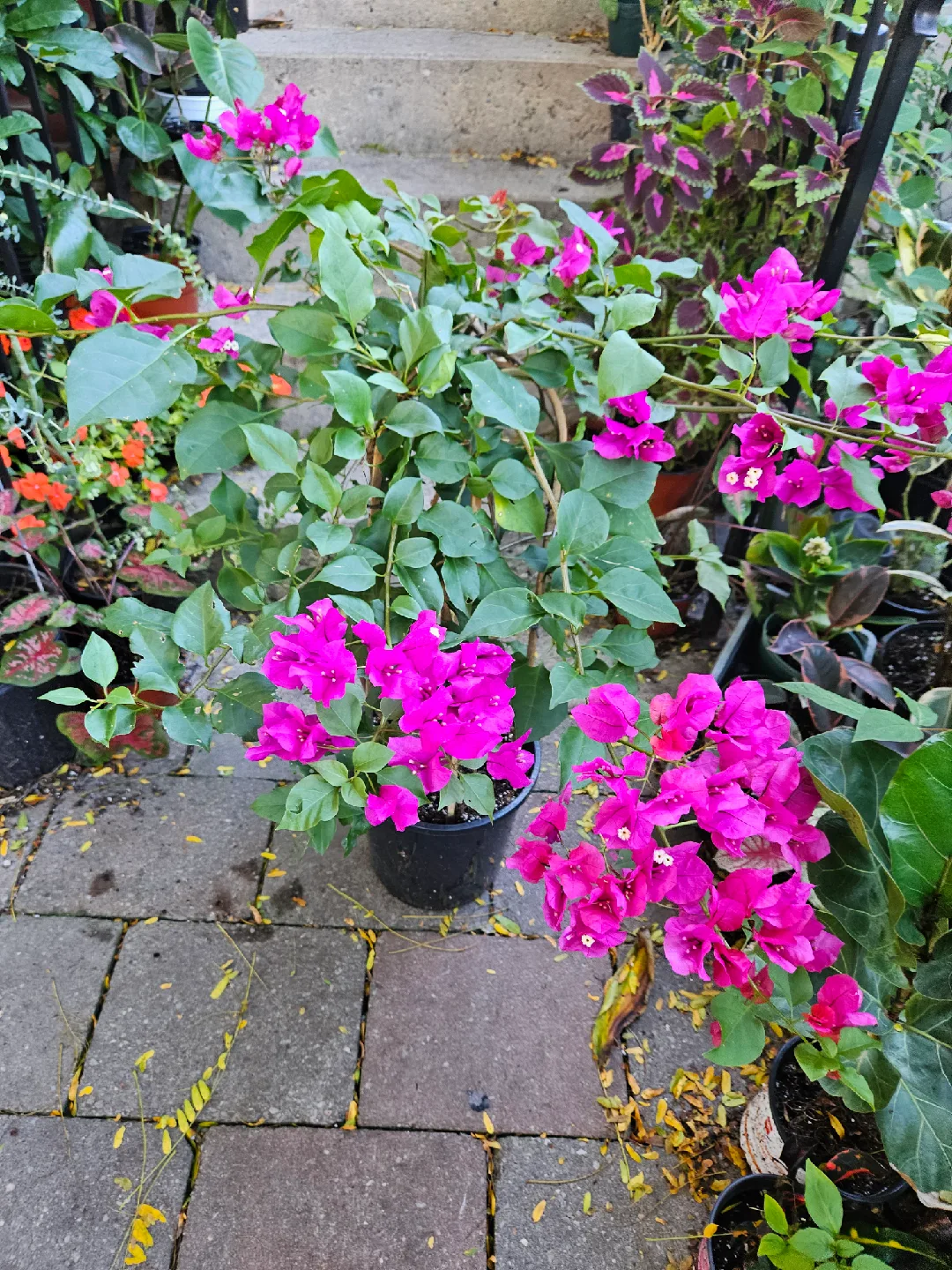 Potted Bougainvillea Plant with Bright Pink Flowers image indicator(6)