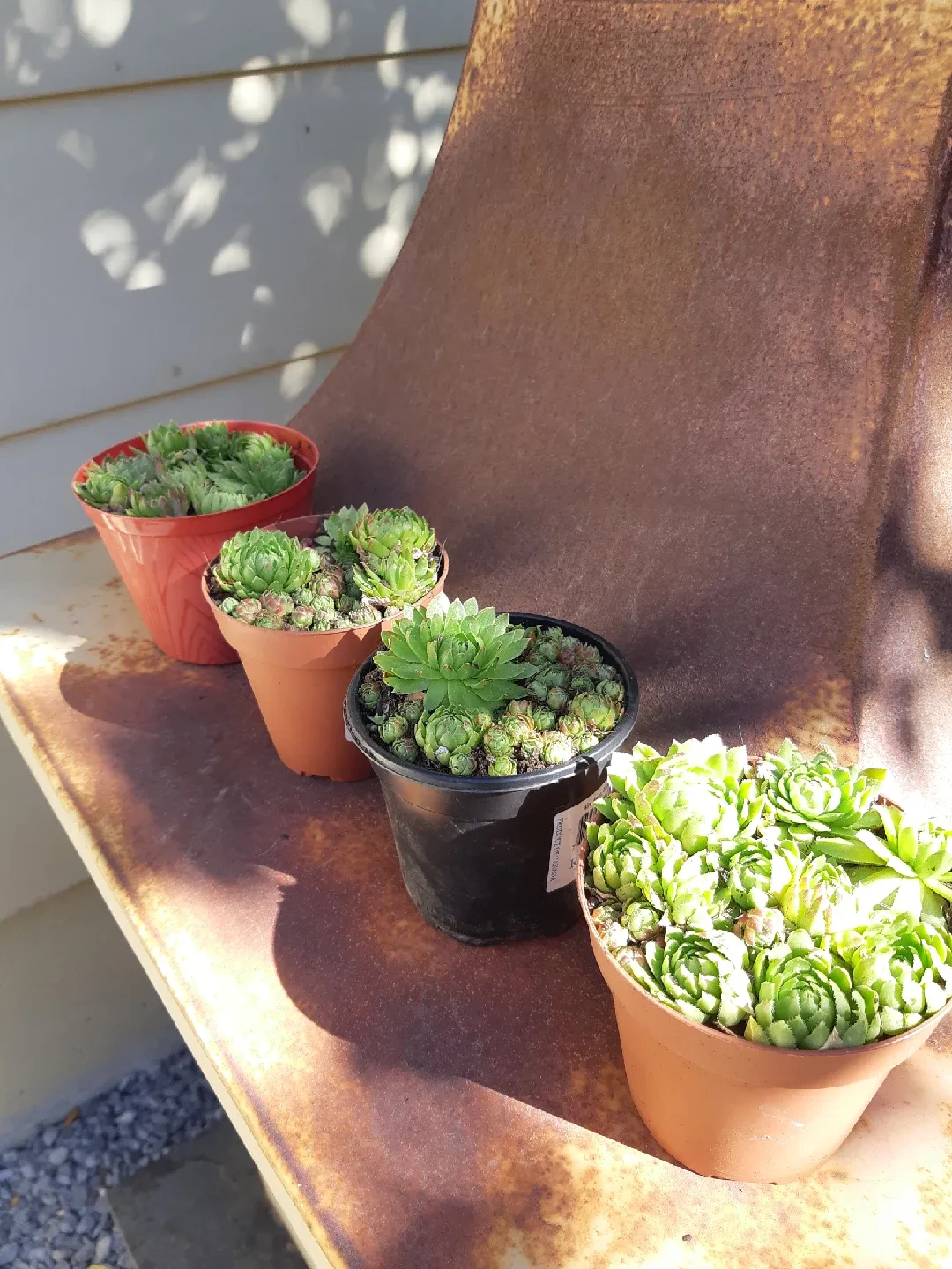 Garden Hens and chicks thumbnail