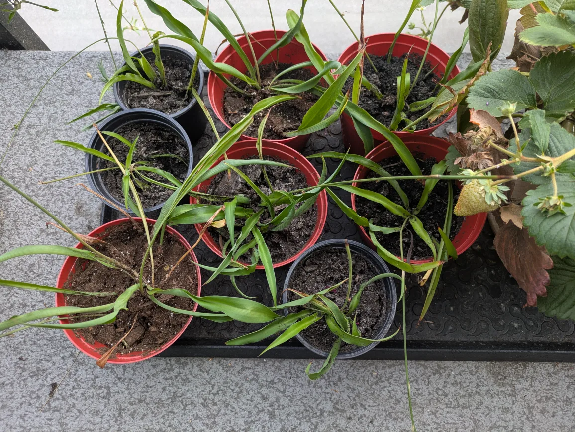 Spider plants thumbnail