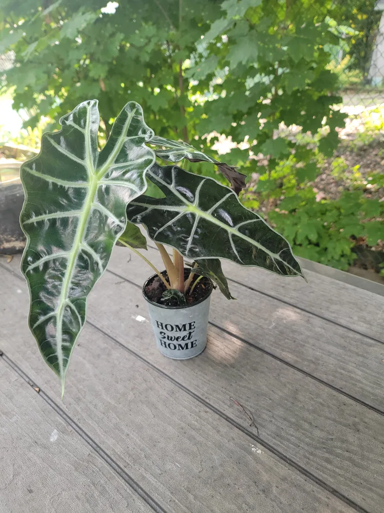 🥕 Alocasia Plant in "Home Sweet Home" Pot thumbnail