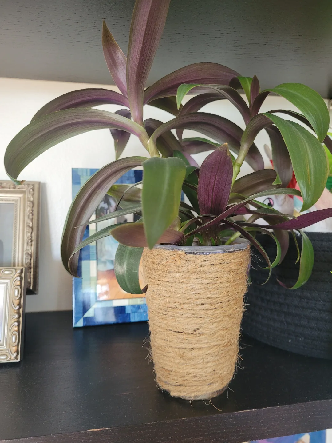 Tradescantia Plant with Jute Pot 🥕 thumbnail