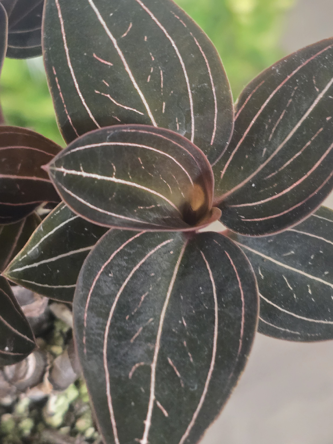 Jewel Orchid Macodes Petola Plant - photo 2