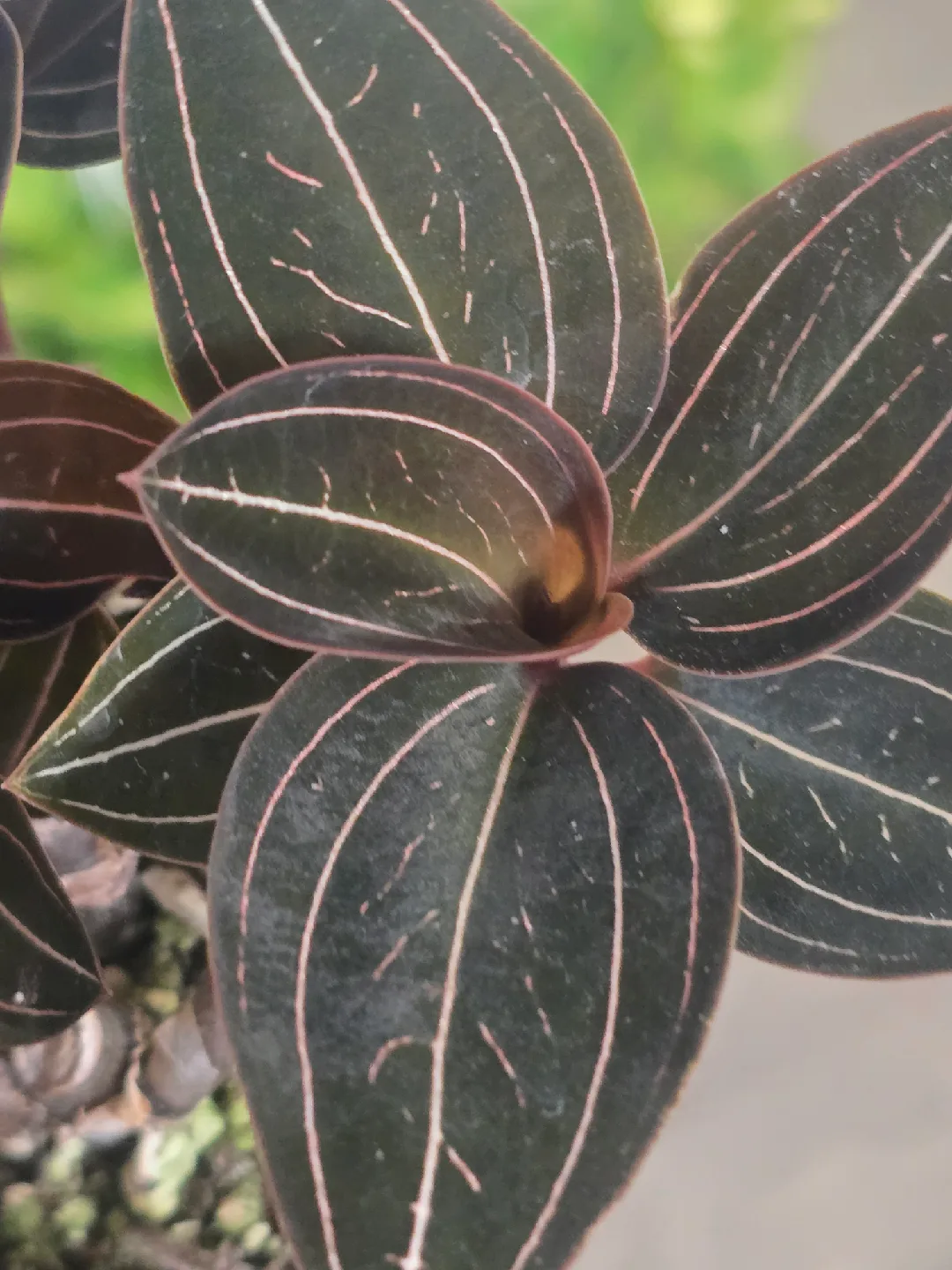Jewel Orchid Macodes Petola Plant image indicator(2)