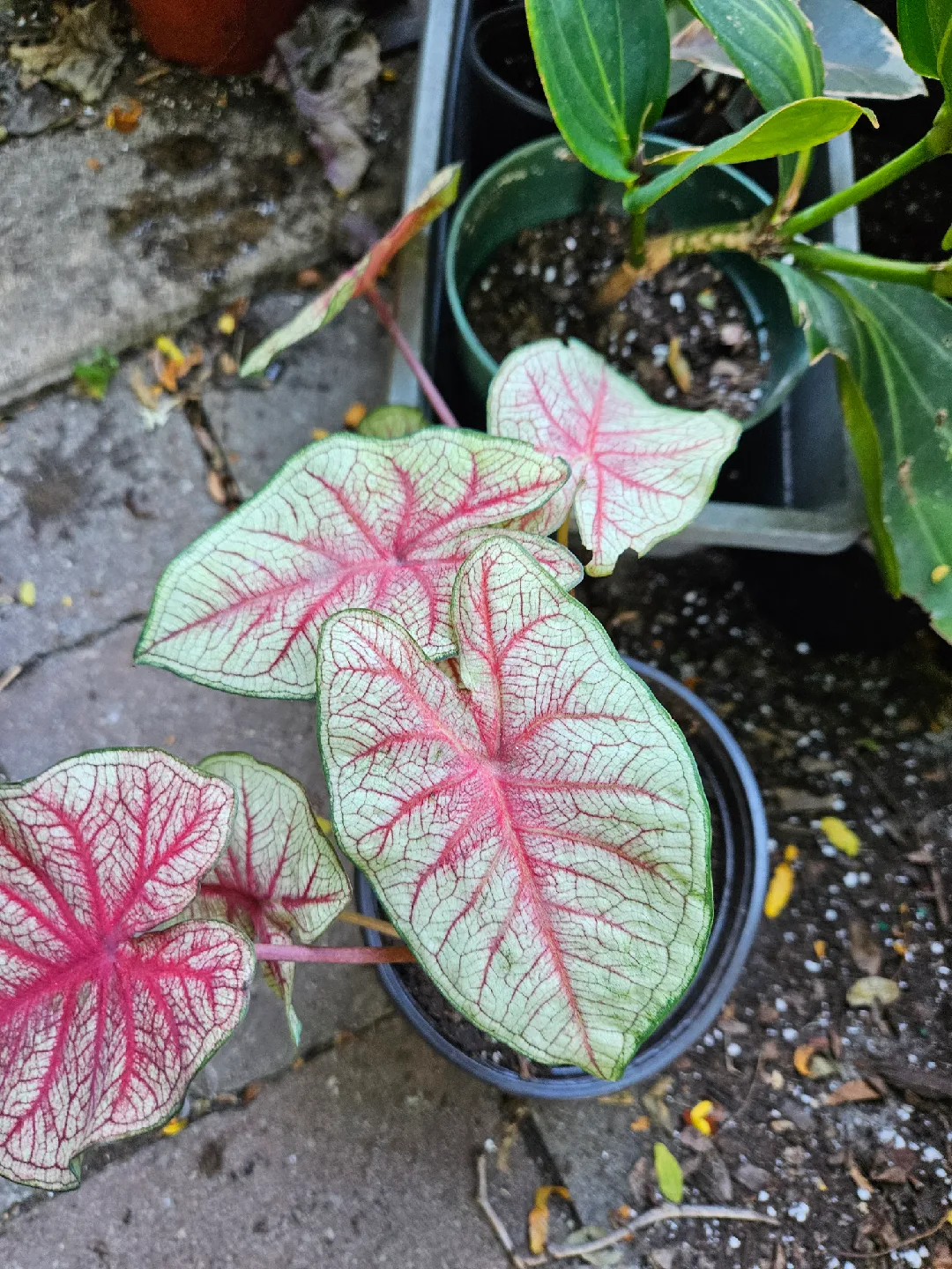 Caladium Plant thumbnail