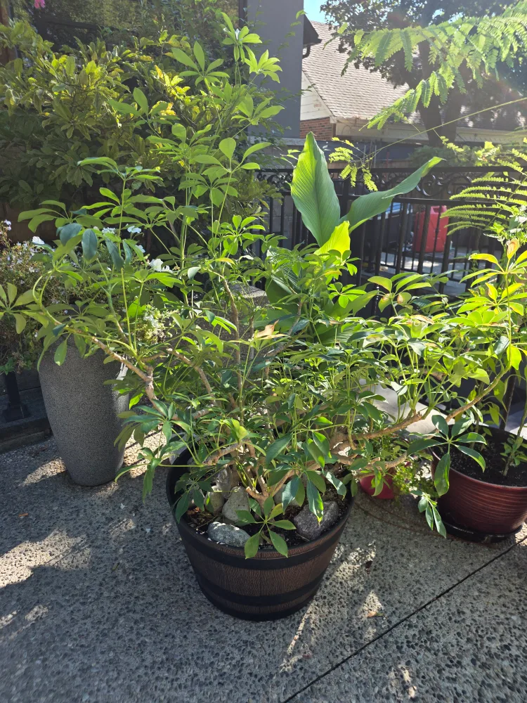 Schefflera Plant in Barrel Pot