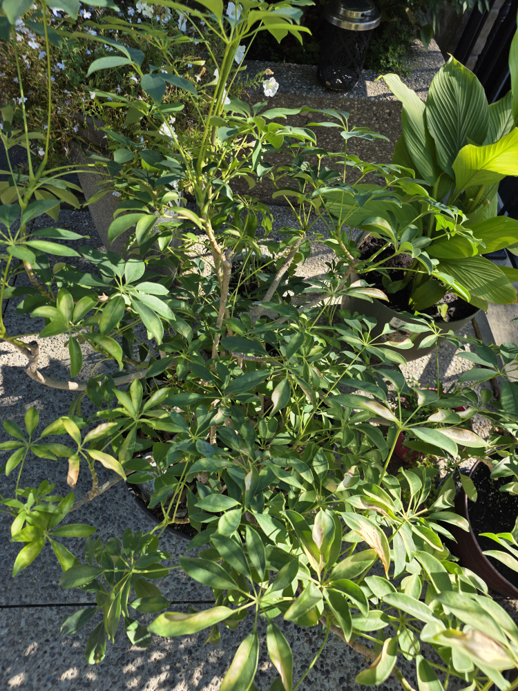 Schefflera Plant in Barrel Pot - photo 2