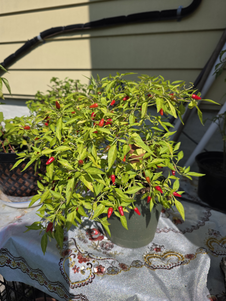 Bonnie Plants Thai Hot Pepper Ornamental🥕 - photo 2