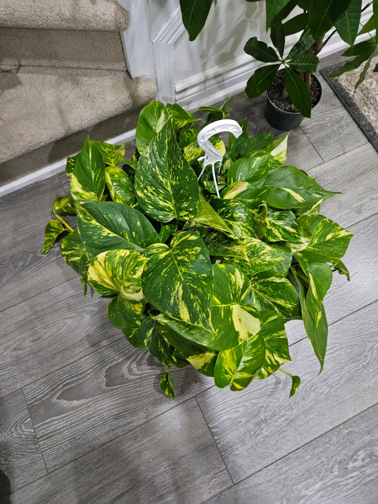 🥕Pothos Plant 8" hanging basket thumbnail