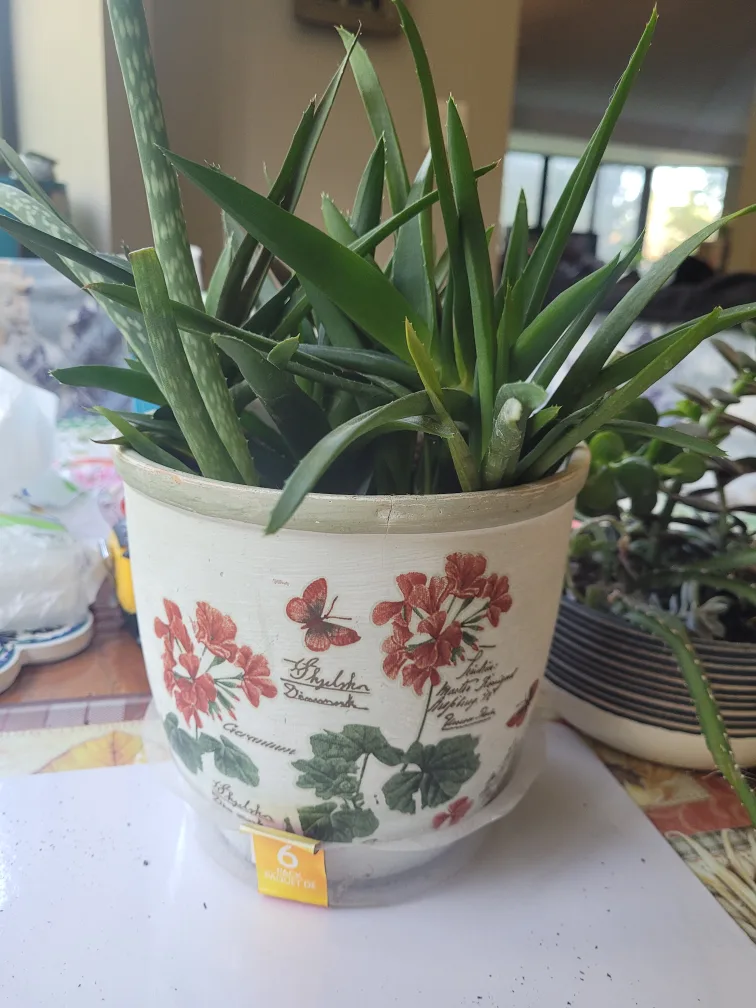 Potted Aloe Vera Plant thumbnail