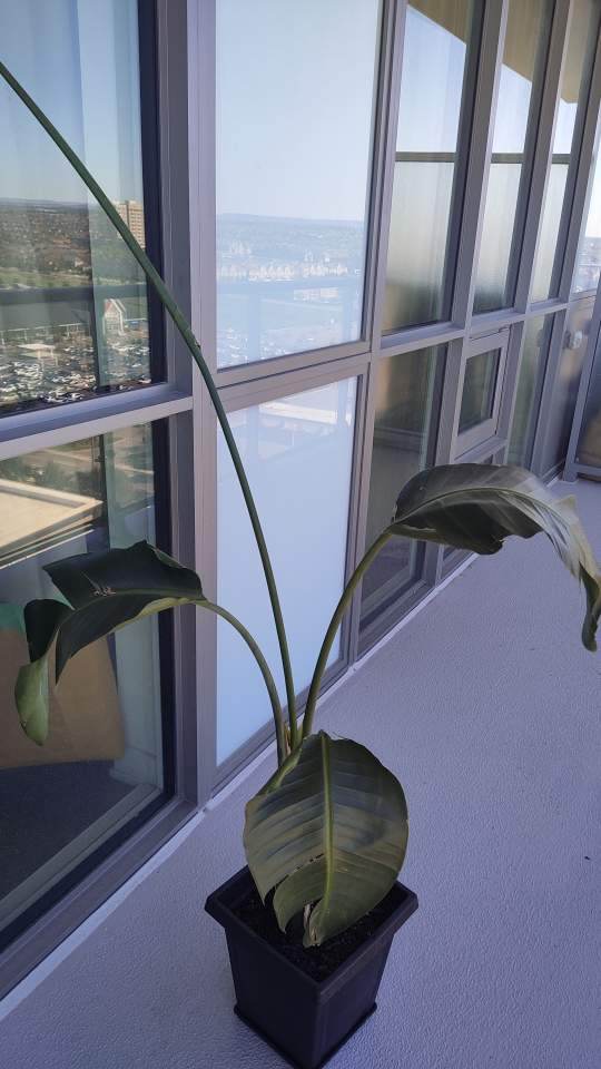 Bird of Paradise plant - photo 5