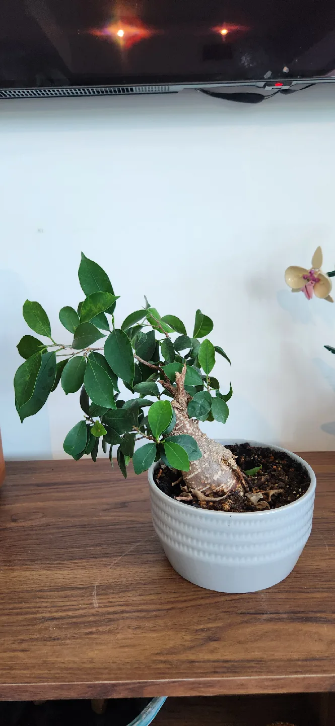 Bonsai Tree in White Pot image indicator(2)