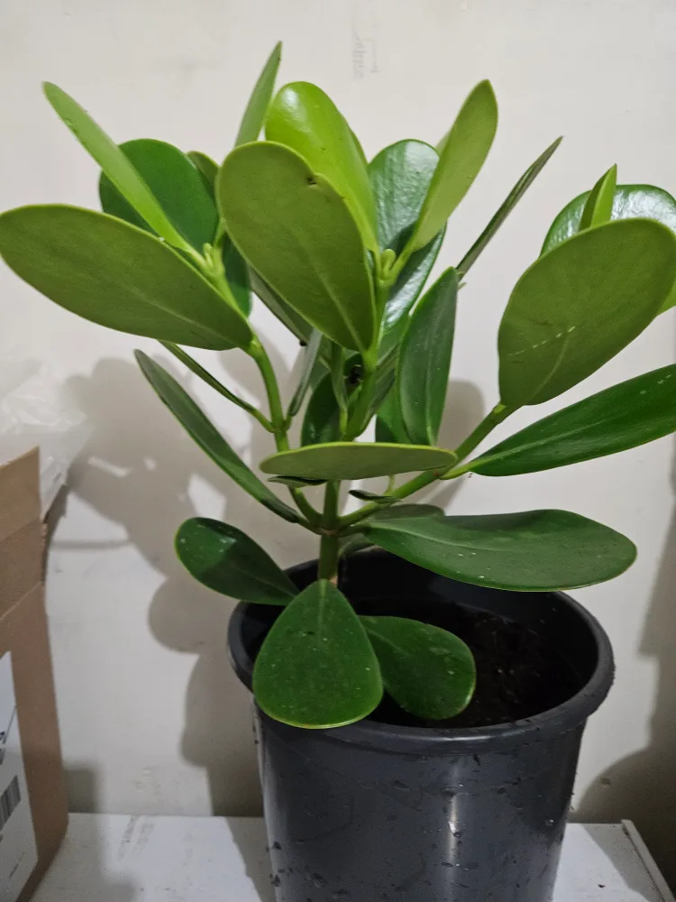 🥕clusia   plant Black Pot🥕 thumbnail